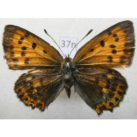 Lycaena virgaureae (Linnaeus, 1758) female Czerwończyk dukacik Poland37n